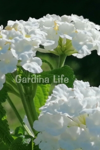 Bodur Ağaç Minesi Fidesi White ( Lantana Camara ) 1 Adet 10 Cm Saksıda - Thumbnail