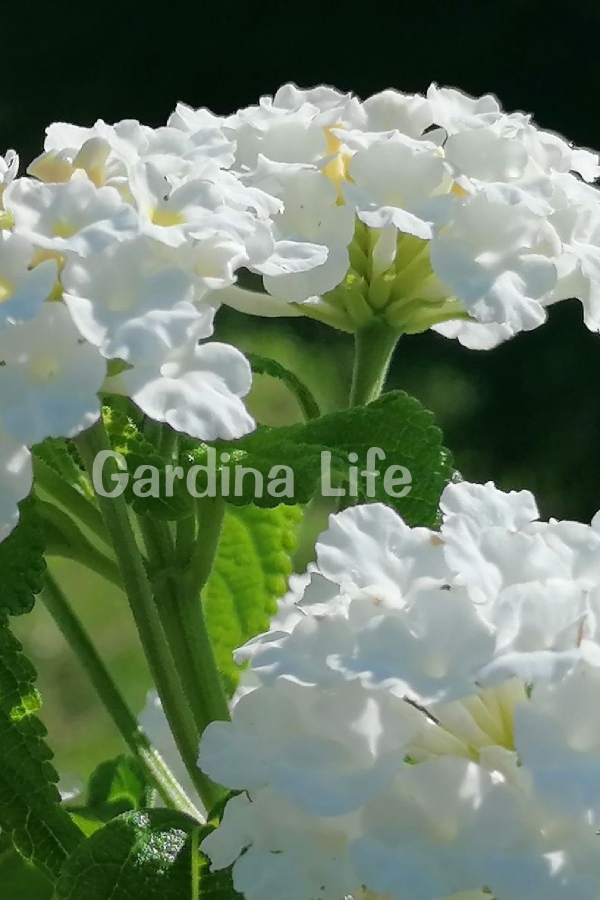 Bodur Ağaç Minesi Fidesi White ( Lantana Camara ) 1 Adet 10 Cm Saksıda