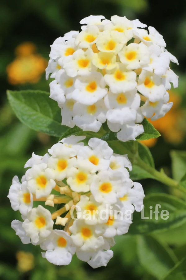 Bodur Ağaç Minesi Fidesi White ( Lantana Camara ) 1 Adet 10 Cm Saksıda