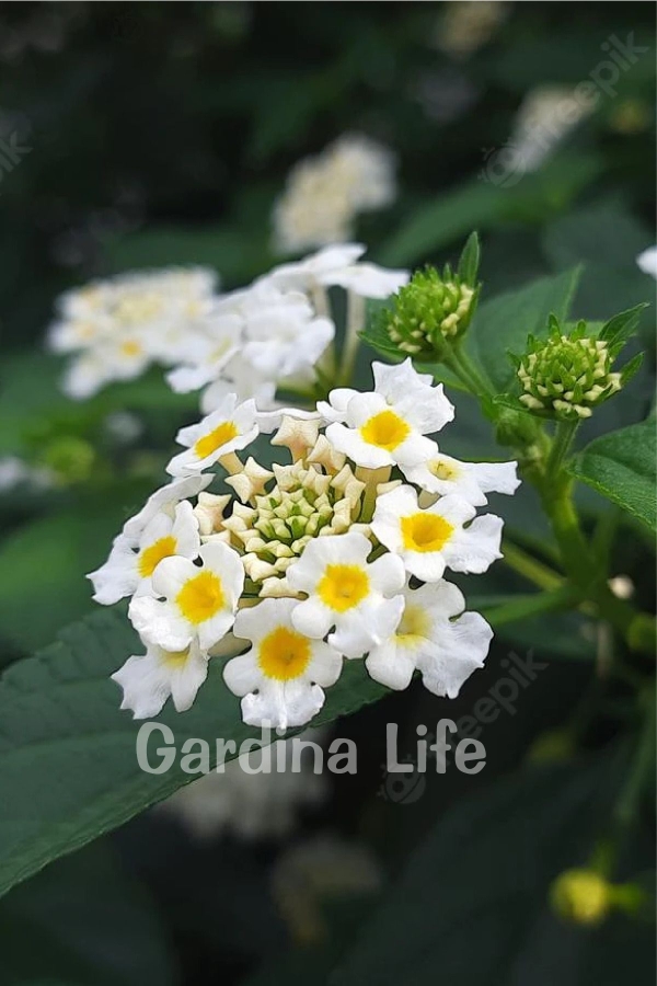 Gardinalife - Bodur Ağaç Minesi Fidesi White ( Lantana Camara ) 1 Adet 10 Cm Saksıda