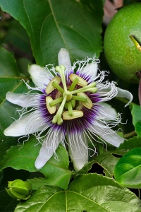 Çarkıfelek Fidesi Maruçya ( Passiflora Edulis ) Suntropics 1 Adet - Thumbnail