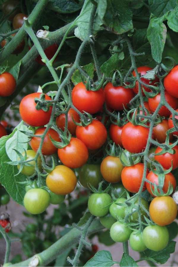 Çeri Domates Fidesi ( Cherry ) 5 Adet