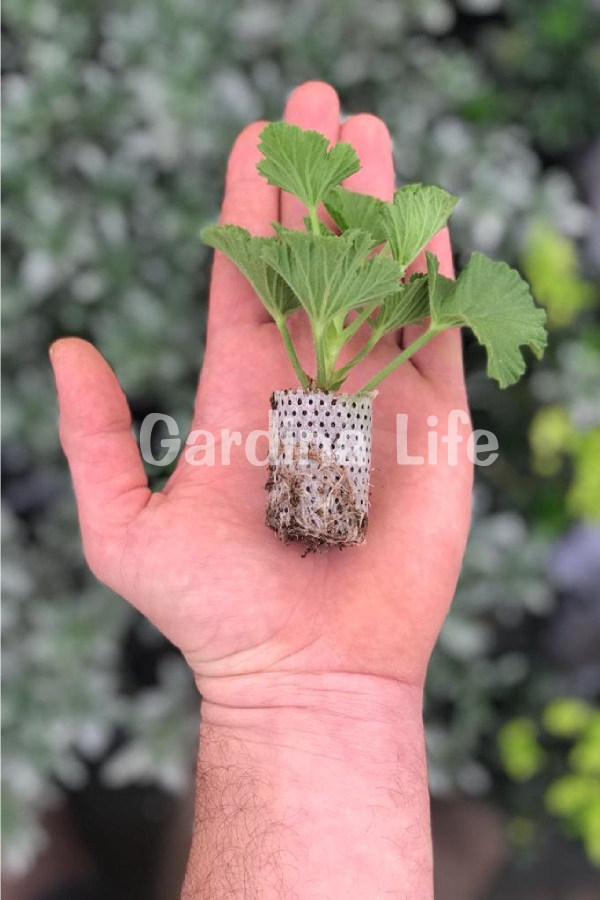 Ceylan Gözü Sardunya Çiçeği Fidesi Black Beauty ( Canan Sardunya P. Grandiflorum ) 1 Adet