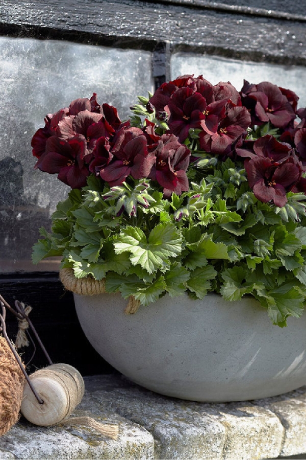 Ceylan Gözü Sardunya Çiçeği Fidesi ( Canan Sardunya P. Grandiflorum ) Black Red 1 Adet