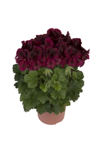 Ceylan Gözü Sardunya Çiçeği Fidesi ( Canan Sardunya P. Grandiflorum ) Black Red 1 Adet - Thumbnail