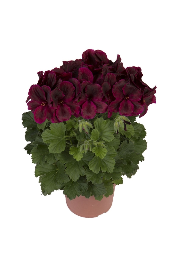 Gardinalife - Ceylan Gözü Sardunya Çiçeği Fidesi ( Canan Sardunya P. Grandiflorum ) Black Red 1 Adet