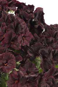 Ceylan Gözü Sardunya Çiçeği Fidesi ( Canan Sardunya P. Grandiflorum ) Black Velvet 1 Adet - Thumbnail