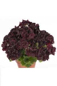 Ceylan Gözü Sardunya Çiçeği Fidesi ( Canan Sardunya P. Grandiflorum ) Black Velvet 1 Adet - Thumbnail