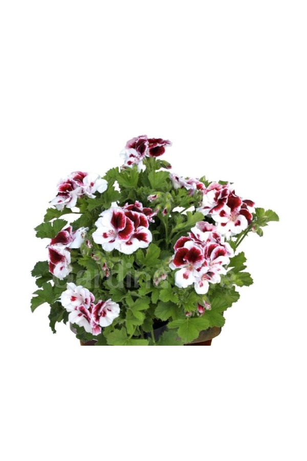 Ceylan Gözü Sardunya Çiçeği Fidesi ( Canan Sardunya P. Grandiflorum ) Black White 1 Adet