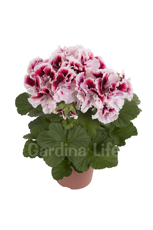 Gardinalife - Ceylan Gözü Sardunya Çiçeği Fidesi ( Canan Sardunya P. Grandiflorum ) Black White 1 Adet