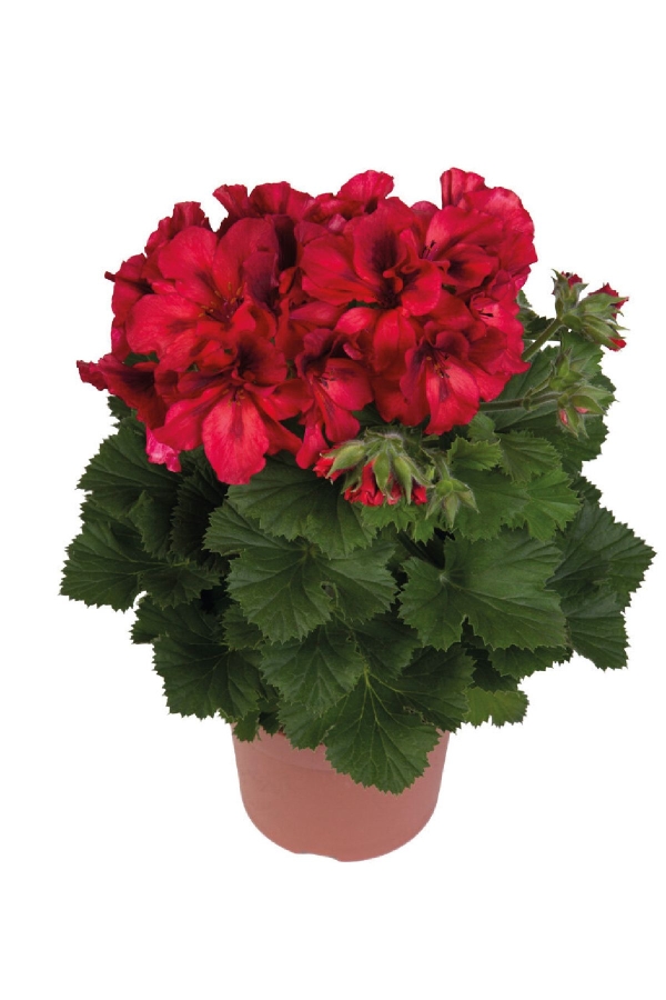 Ceylan Gözü Sardunya Çiçeği Fidesi ( Canan Sardunya P. Grandiflorum ) Bright Red 1 Adet