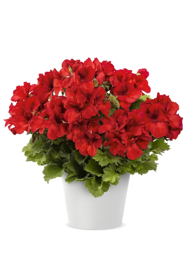 Gardinalife - Ceylan Gözü Sardunya Çiçeği Fidesi ( Canan Sardunya P. Grandiflorum ) Bright Red 1 Adet