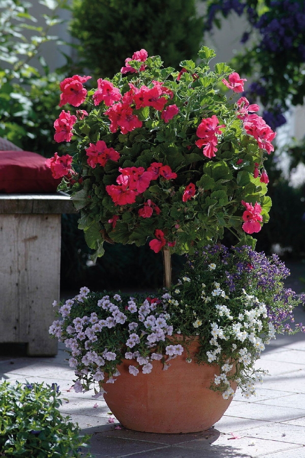 Ceylan Gözü Sardunya Çiçeği Fidesi ( Canan Sardunya P. Grandiflorum ) Claret 1 Adet