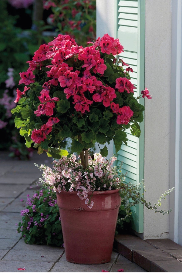 Ceylan Gözü Sardunya Çiçeği Fidesi ( Canan Sardunya P. Grandiflorum ) Claret 1 Adet