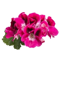 Ceylan Gözü Sardunya Çiçeği Fidesi ( Canan Sardunya P. Grandiflorum ) Magenta 1 Adet - Thumbnail