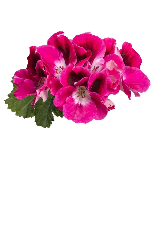 Ceylan Gözü Sardunya Çiçeği Fidesi ( Canan Sardunya P. Grandiflorum ) Magenta 1 Adet