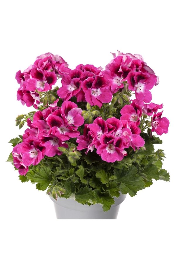 Ceylan Gözü Sardunya Çiçeği Fidesi ( Canan Sardunya P. Grandiflorum ) Magenta 1 Adet