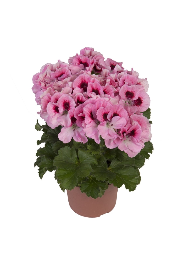 Ceylan Gözü Sardunya Çiçeği Fidesi ( Canan Sardunya P. Grandiflorum ) Pink 1 Adet