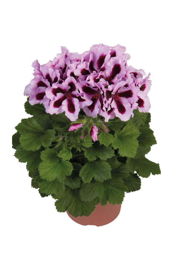 Ceylan Gözü Sardunya Çiçeği Fidesi ( Canan Sardunya P. Grandiflorum ) Purple Stripes 1 Adet