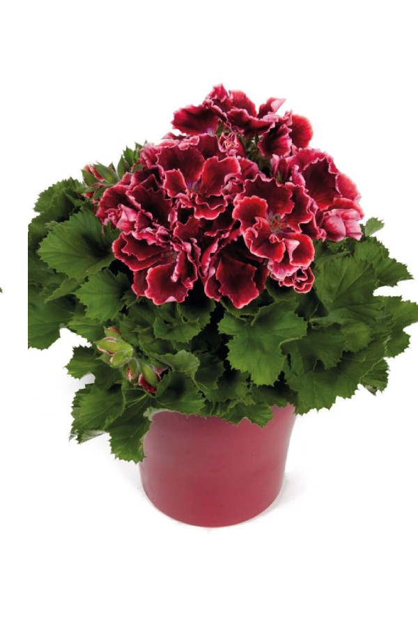 Gardinalife - Ceylan Gözü Sardunya Çiçeği Fidesi ( Canan Sardunya P. Grandiflorum ) Red Beauty 1 Adet