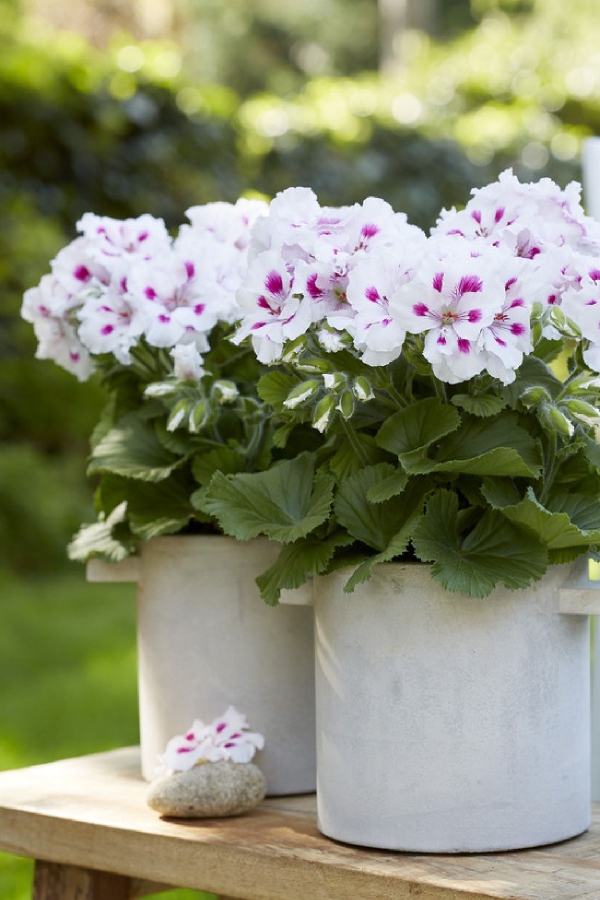 Ceylan Gözü Sardunya Çiçeği Fidesi ( Canan Sardunya P. Grandiflorum ) Royalty White 1 Adet