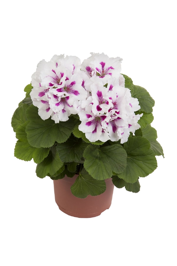 Ceylan Gözü Sardunya Çiçeği Fidesi ( Canan Sardunya P. Grandiflorum ) Royalty White 1 Adet