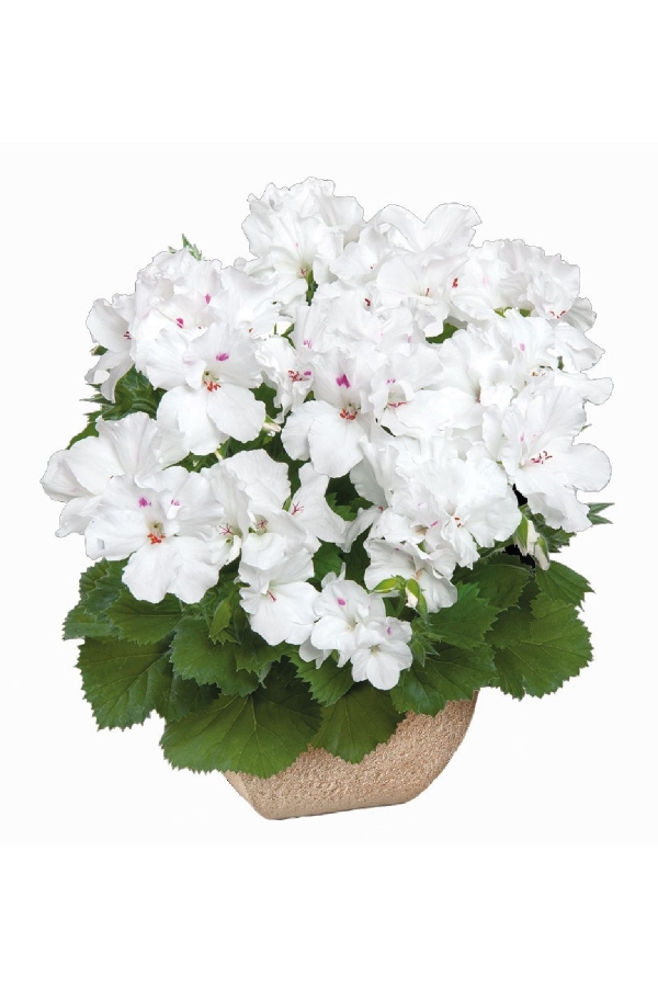 Ceylan Gözü Sardunya Çiçeği Fidesi ( Canan Sardunya P. Grandiflorum ) Snow 1 Adet