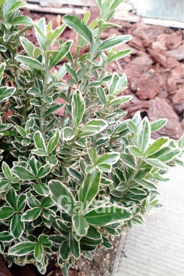 Çıtır Taflan Fidanı 3 Lü Dikim Yeşil - Beyaz ( Euonymus Japonicus Mic. Albovariegatus )