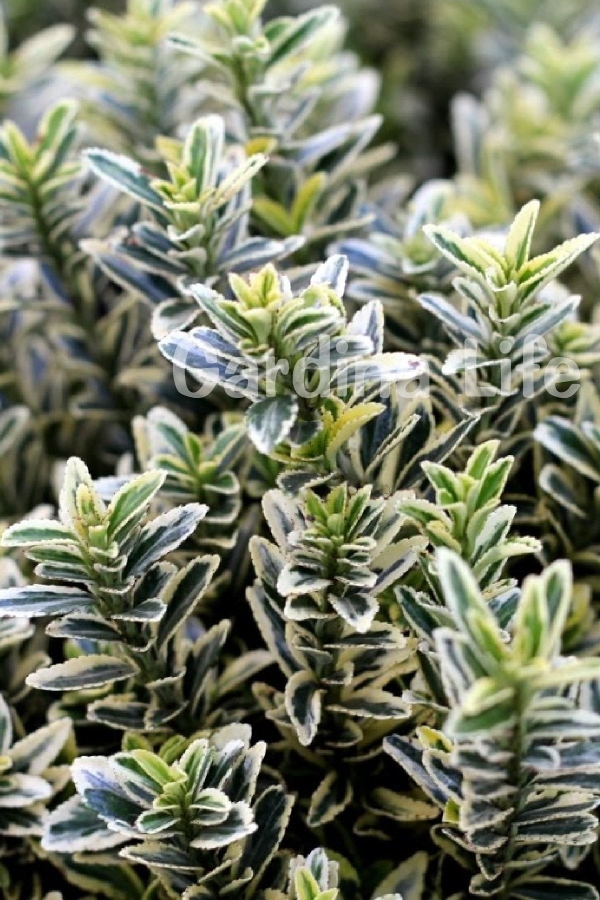 Çıtır Taflan Fidanı 3 Lü Dikim Yeşil - Beyaz ( Euonymus Japonicus Mic. Albovariegatus )