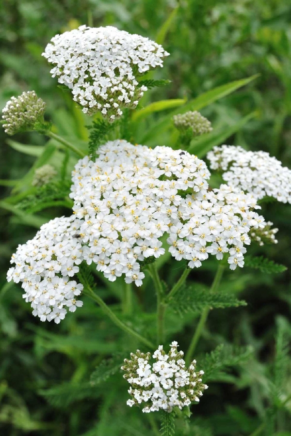 Civan Perçemi Fidesi ( Achillea Mileffolium ) 5 Adet