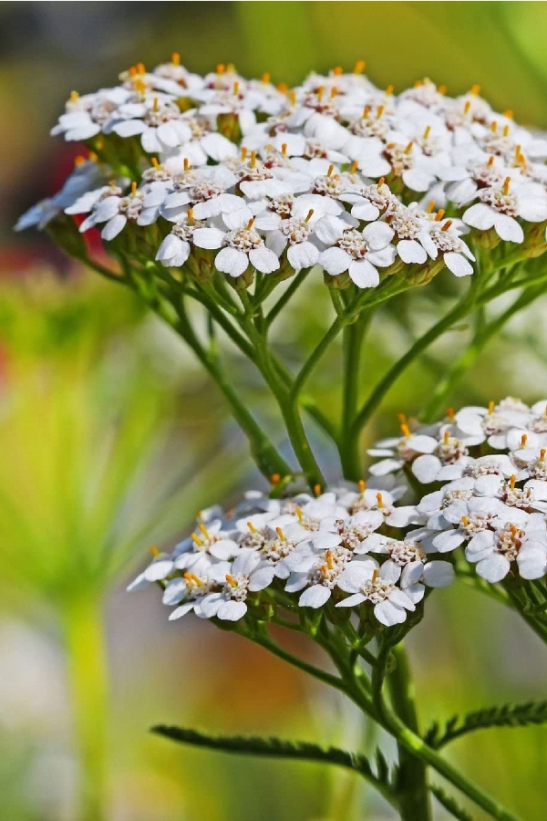 Civan Perçemi Fidesi ( Achillea Mileffolium ) 5 Adet