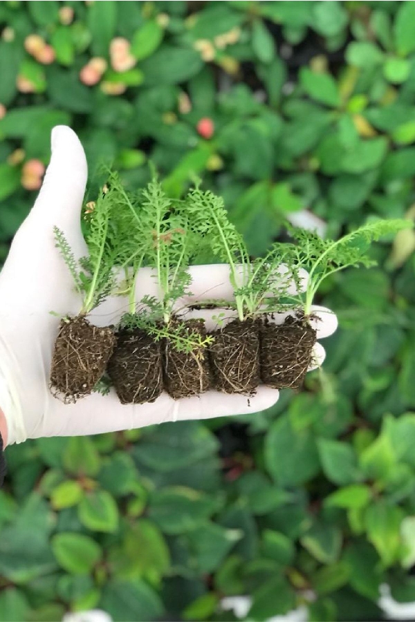 Civan Perçemi Fidesi ( Achillea Mileffolium ) 5 Adet