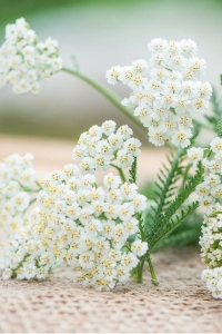 Civan Perçemi Fidesi ( Achillea Mileffolium ) 5 Adet - Thumbnail