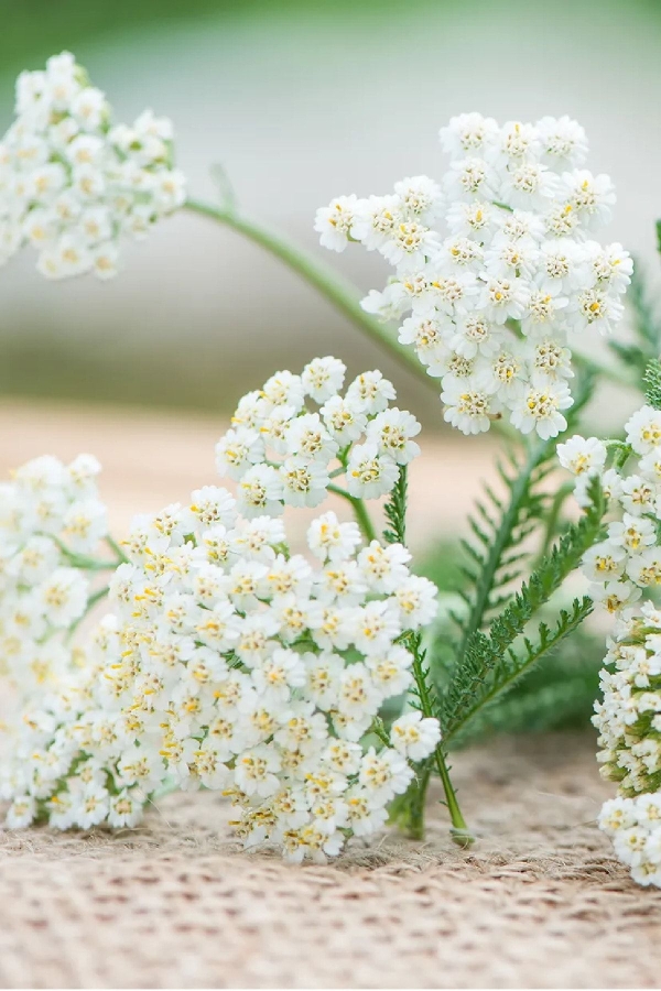 Gardinalife - Civan Perçemi Fidesi ( Achillea Mileffolium ) 5 Adet