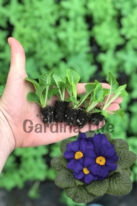 Çuha Çiçeği Fidesi ( Primula ) Blue 5 Adet - Thumbnail