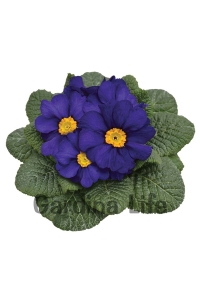 Çuha Çiçeği Fidesi ( Primula ) Blue 5 Adet - Thumbnail