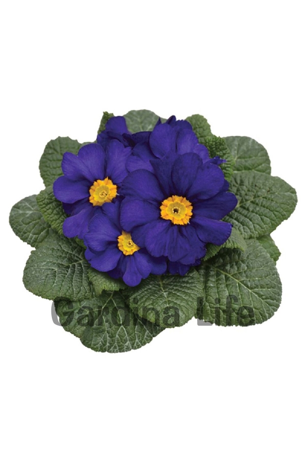 Çuha Çiçeği Fidesi ( Primula ) Blue 5 Adet