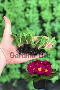 Çuha Çiçeği Fidesi ( Primula ) Burgundy 5 Adet - Thumbnail