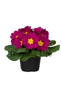 Çuha Çiçeği Fidesi ( Primula ) Burgundy 5 Adet - Thumbnail