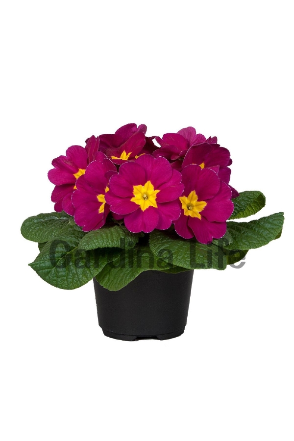 Çuha Çiçeği Fidesi ( Primula ) Burgundy 5 Adet