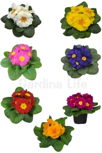 Çuha Çiçeği Fidesi ( Primula ) Mıx 10 Adet - Thumbnail