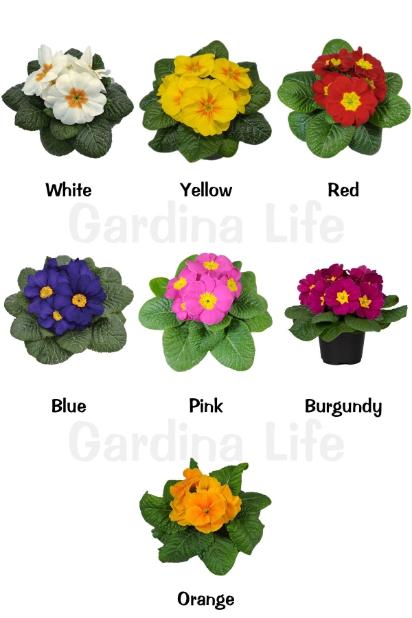 Çuha Çiçeği Fidesi ( Primula ) Mıx 10 Adet