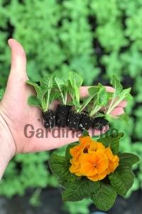 Çuha Çiçeği Fidesi ( Primula ) Orange 5 Adet - Thumbnail