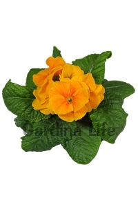 Çuha Çiçeği Fidesi ( Primula ) Orange 5 Adet - Thumbnail