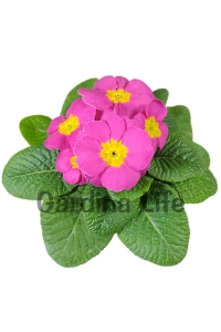 Çuha Çiçeği Fidesi ( Primula ) Pink 5 Adet - Thumbnail