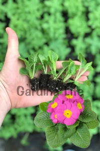 Çuha Çiçeği Fidesi ( Primula ) Pink 5 Adet - Thumbnail