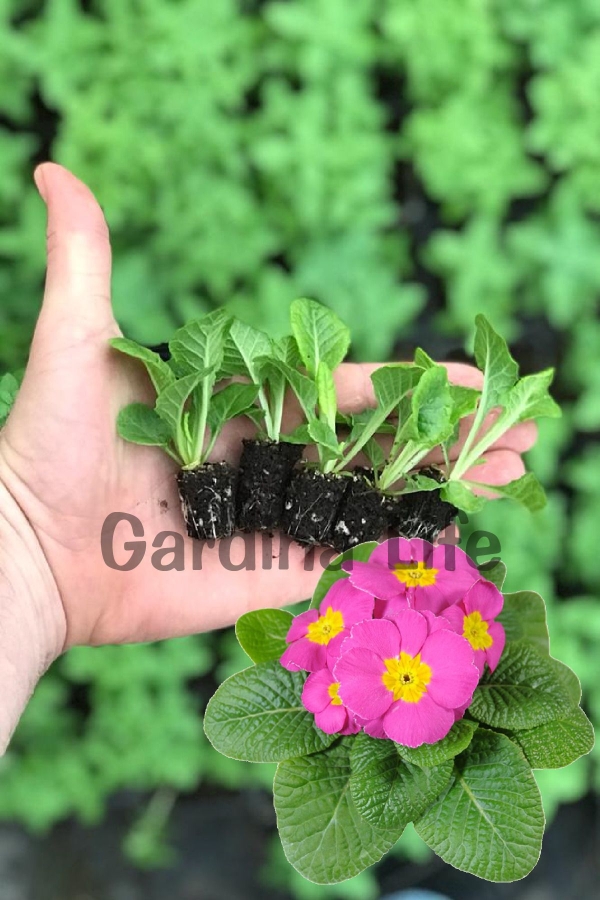 Çuha Çiçeği Fidesi ( Primula ) Pink 5 Adet