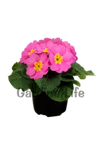 Çuha Çiçeği Fidesi ( Primula ) Pink 5 Adet - Thumbnail