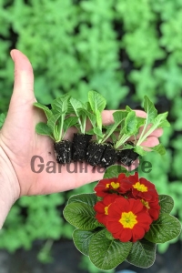 Çuha Çiçeği Fidesi ( Primula ) Red 5 Adet - Thumbnail