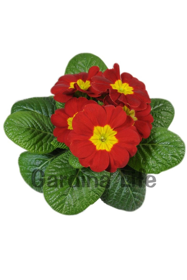 Çuha Çiçeği Fidesi ( Primula ) Red 5 Adet